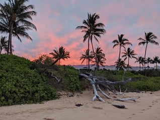 Palm Trees Hawaii