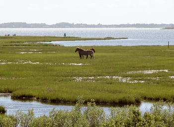 Assateague_fg02