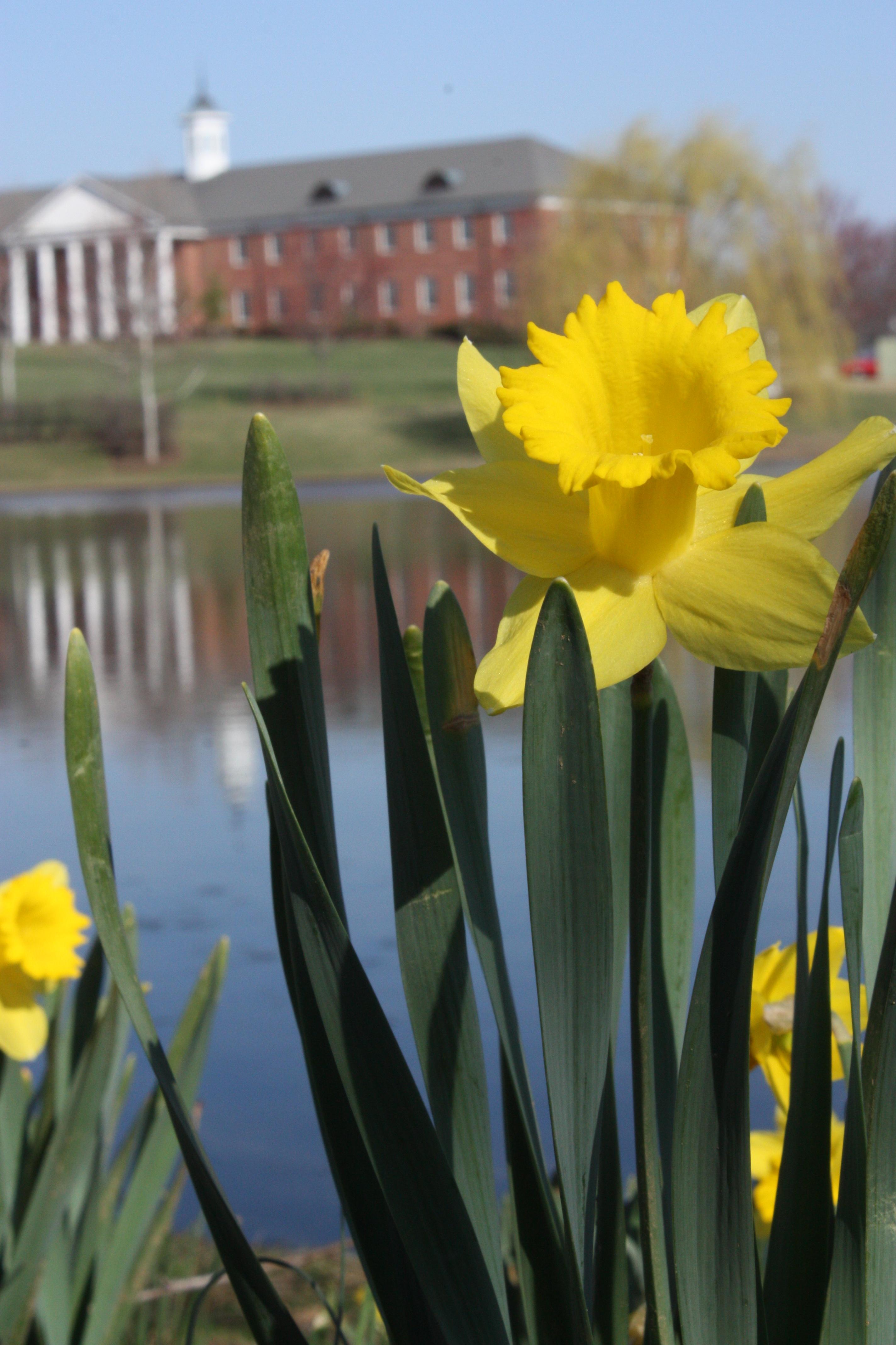 Founders_Flowers_Spring.jpg