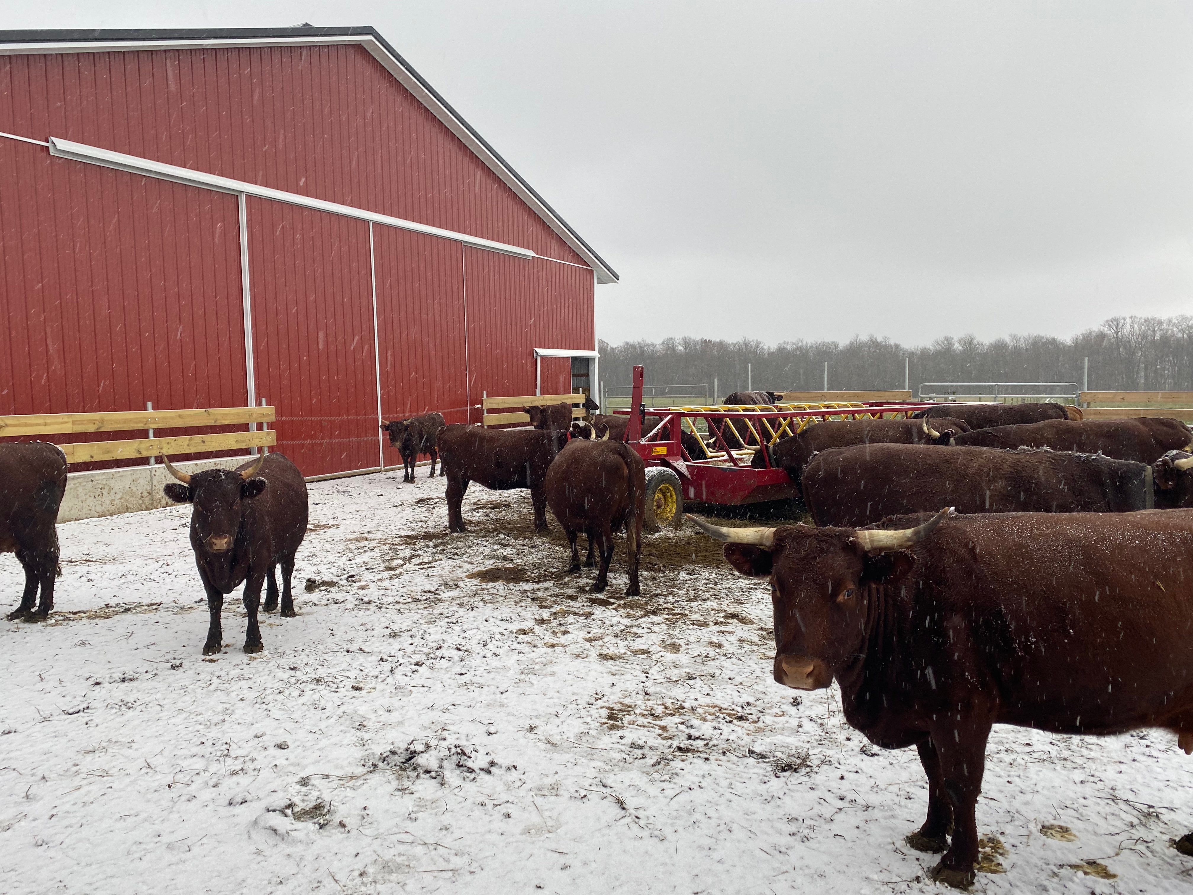 Cows on the Freier family's Every Season Farm.