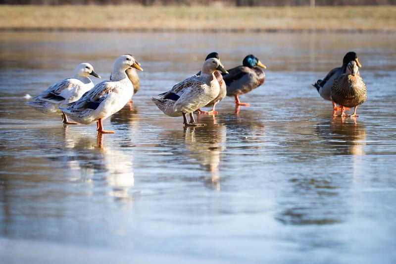 ducks_lake_bob.jpg