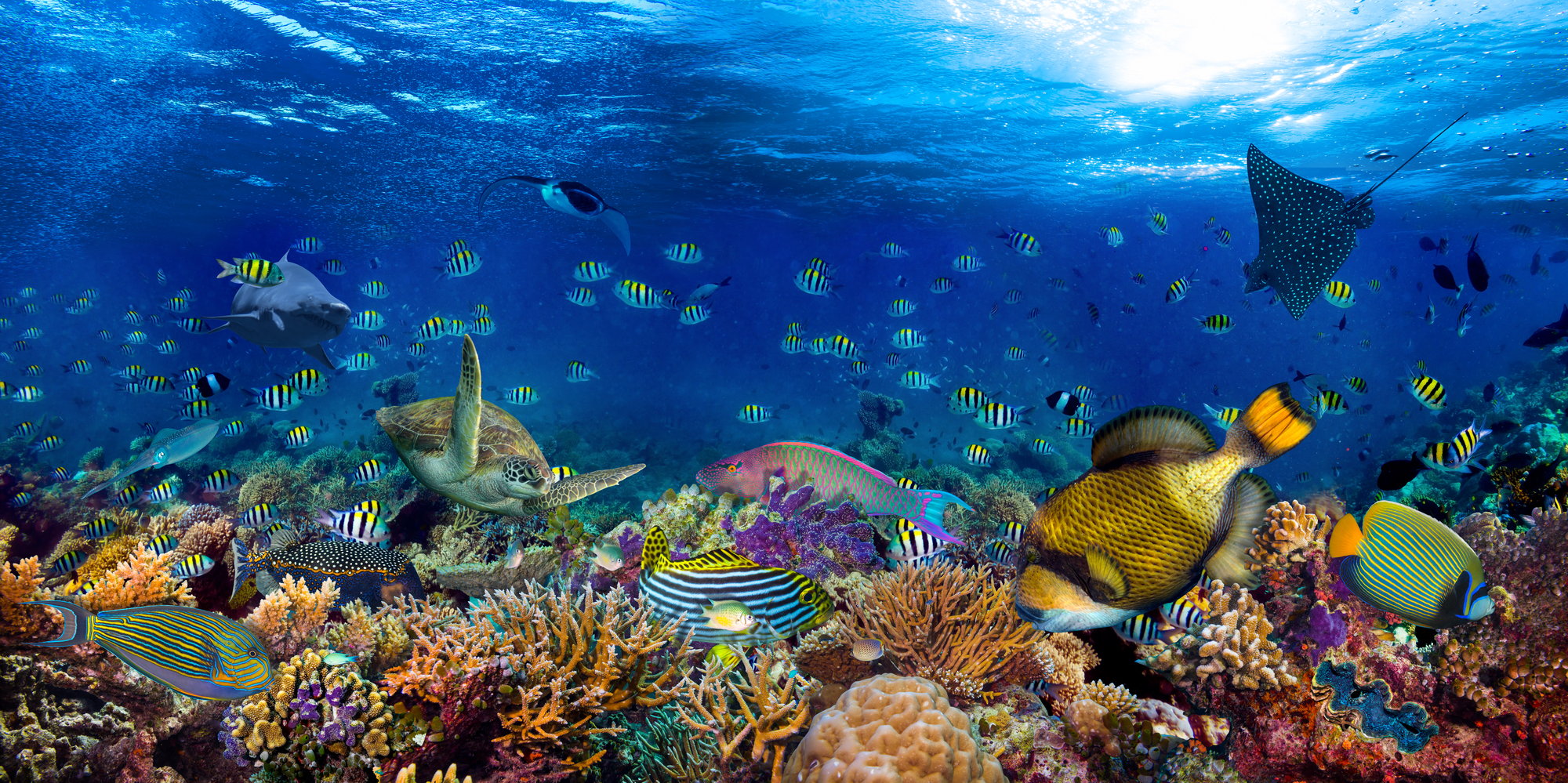 Ocean Life