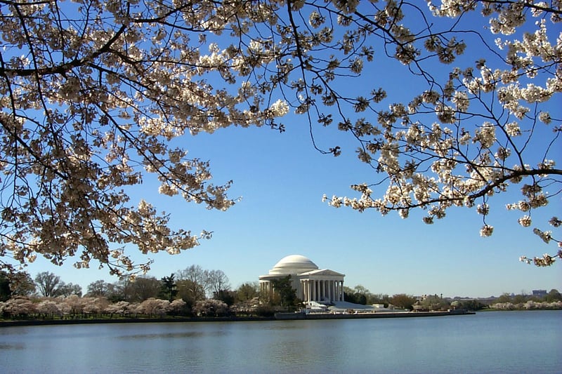 Jefferson Memorial cherry blossoms Patrick Fitzgerald