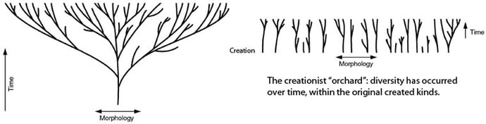 The Current State of the Creation Model