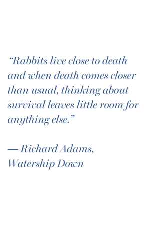 watership down adams quote